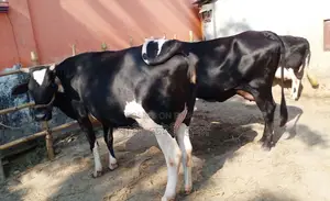 1499th 3 dairy cows.