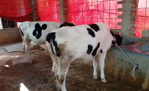 Buy 2 Improved Breed Heifers No. 1500 for Rearing.