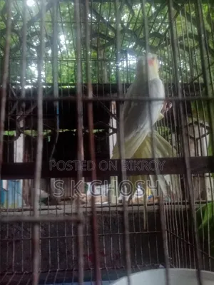 লুটিনো রেড আই মেল ককটেল বার্ড