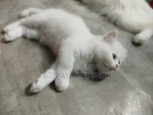 ০-১ মাস বয়সী মাদি খাঁটি পার্সিয়ান