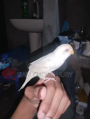 লুটিনো পাইড বাজিগর