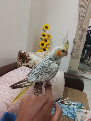 টেম ককাটেল ফিমেল