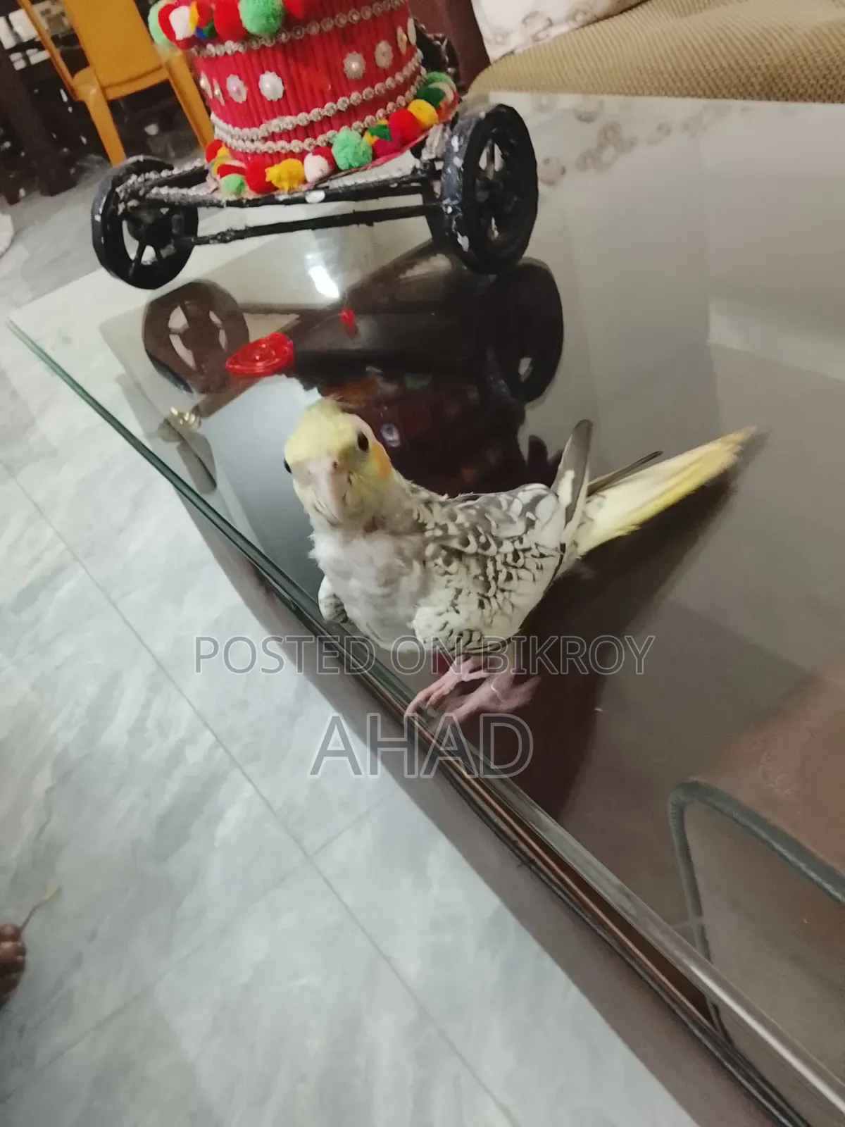 টেম ককাটেল ফিমেল