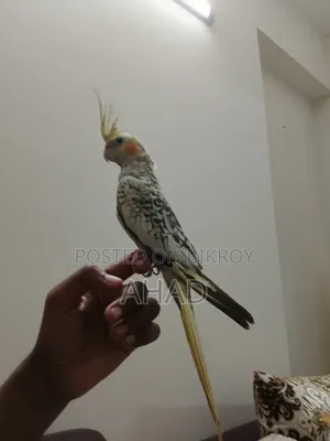 টেম ককাটেল ফিমেল