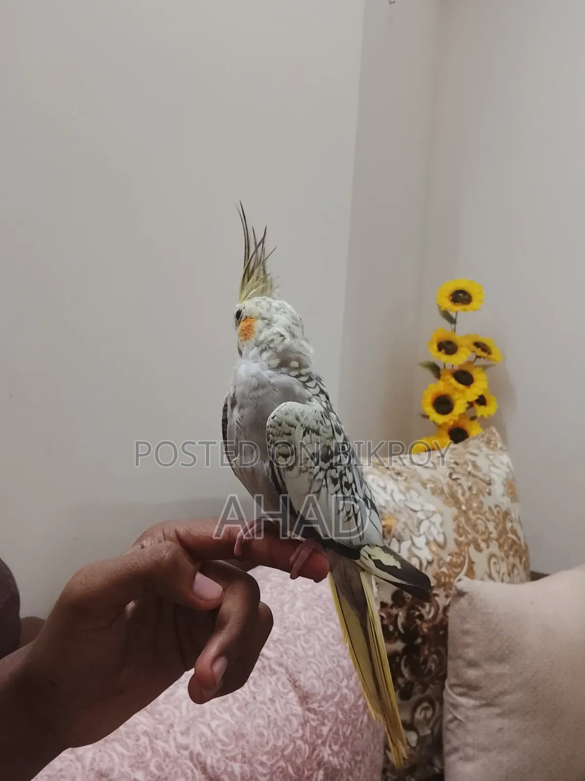 টেম ককাটেল ফিমেল