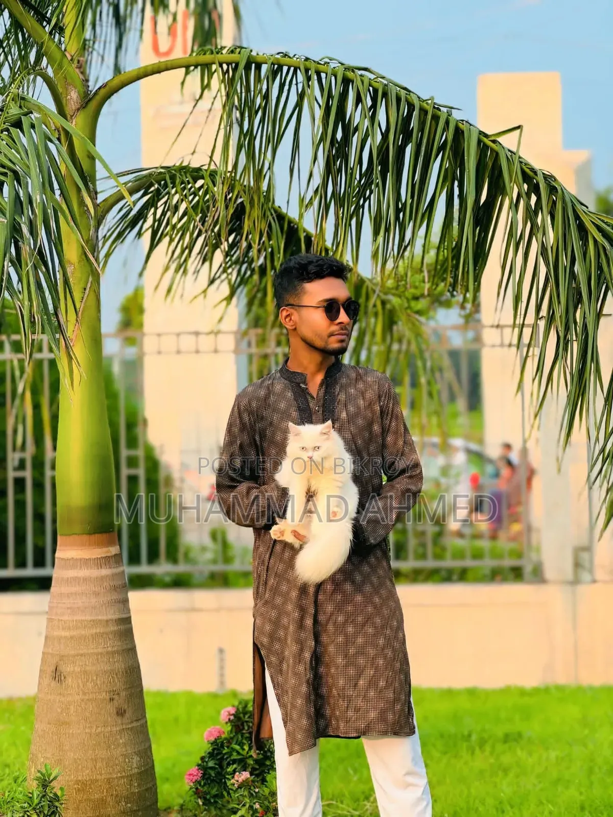 ৩-৬ মাসের ফিমেল পিউরব্রেড পার্সিয়ান বিড়াল