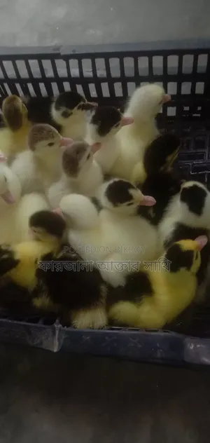 Muscovy Duck Ducklings