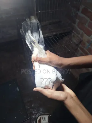 Two Giribaj Pigeons, One Female, One Male
