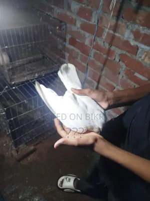 গিরিবাজ কবুতর দুইটা মাদি একটি নার