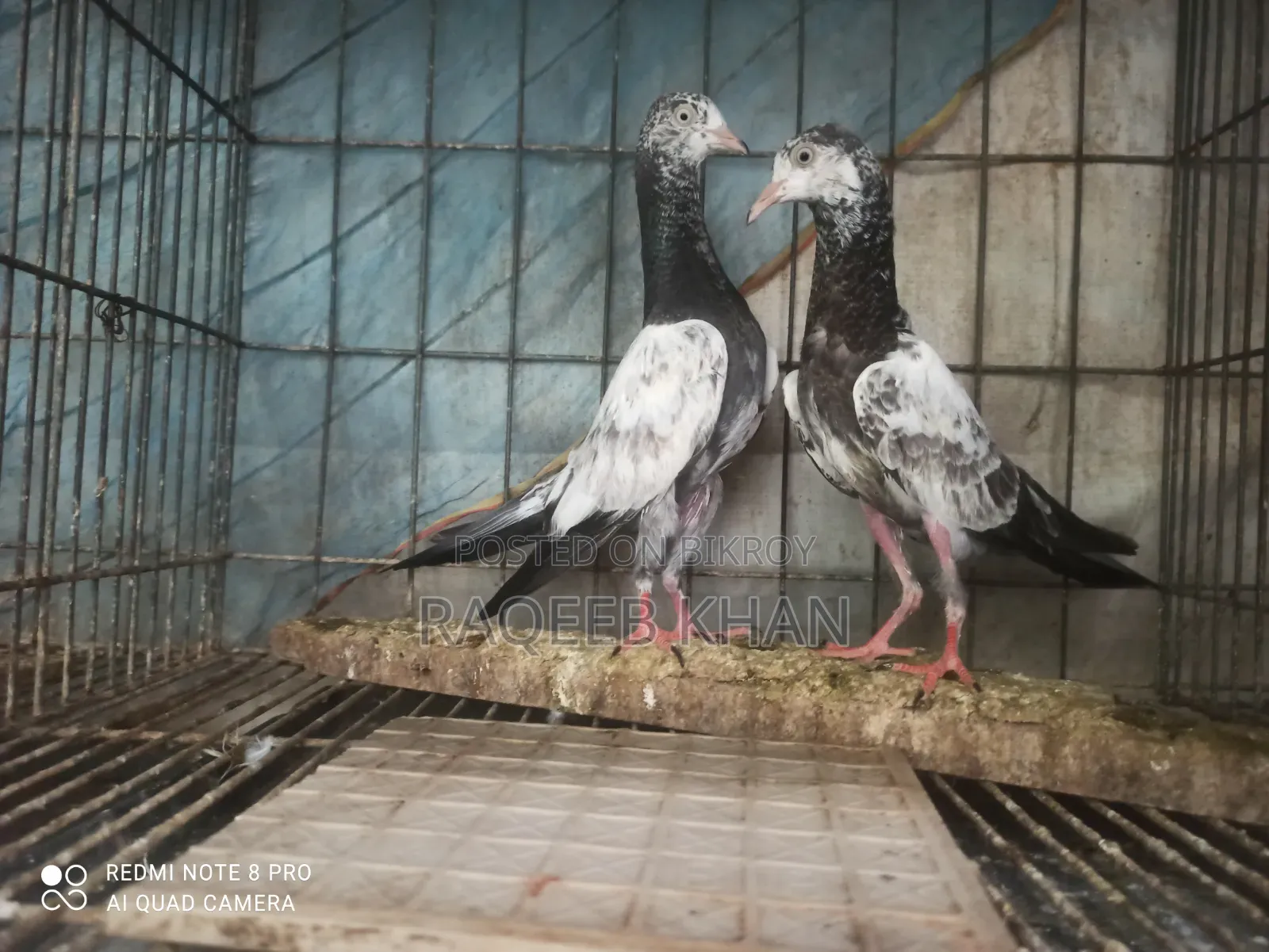 Original Saharanpuri Pigeon Baby