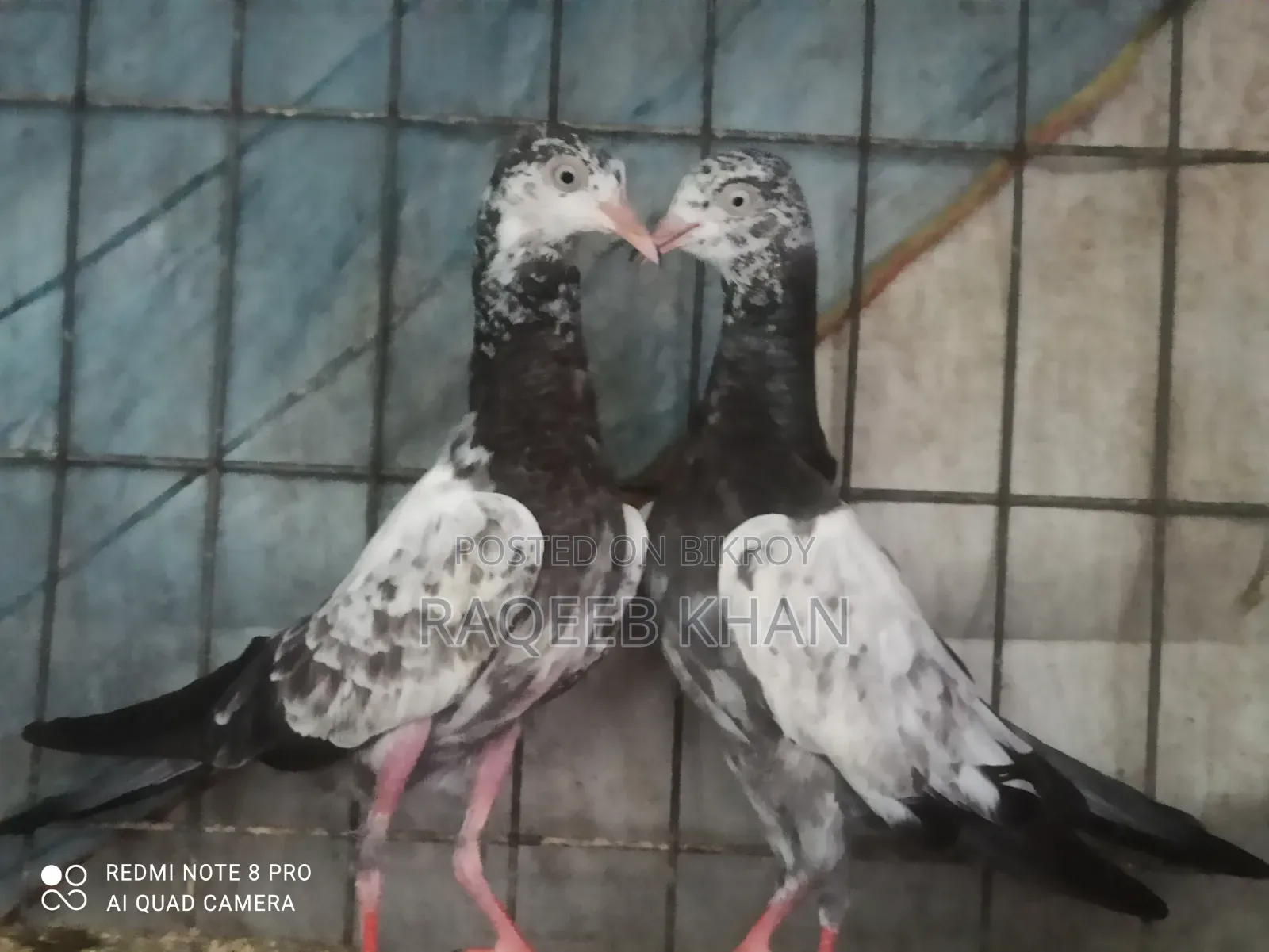 Original Saharanpuri Pigeon Baby