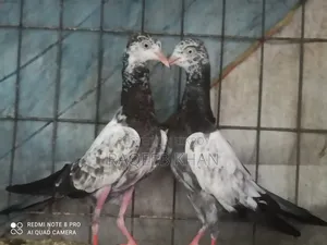Original Saharanpuri Pigeon Baby