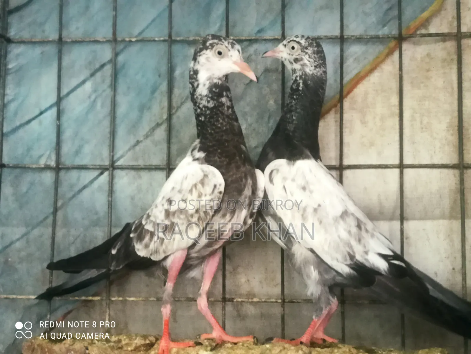 Original Saharanpuri Pigeon Baby