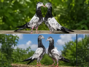 Original Saharanpuri Pigeon Baby