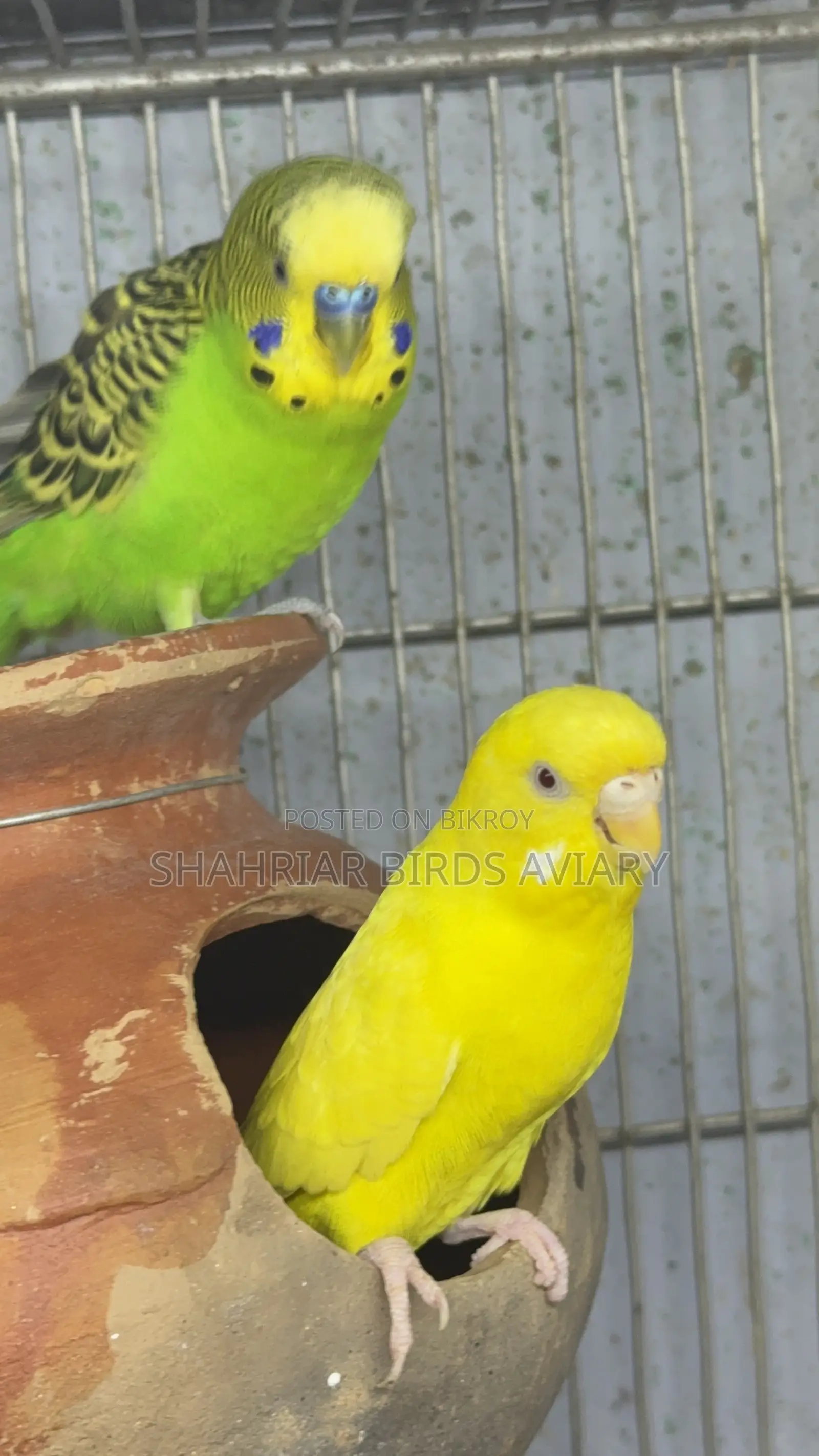 ক্লাসিক লোটিনো রেড আই বাজরিগার পাখি