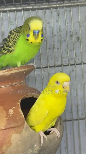 ক্লাসিক লোটিনো রেড আই বাজরিগার পাখি