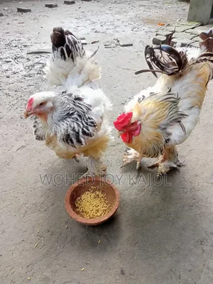 Light Brown Chicken