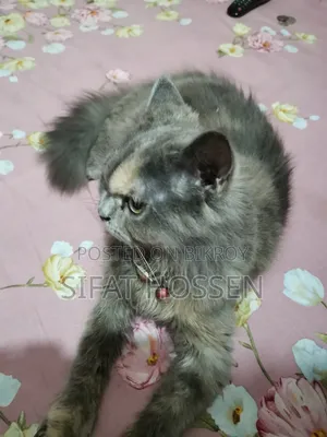 ৬-১২ মাসের ফিমেল পিওরব্রেড পার্সিয়ান