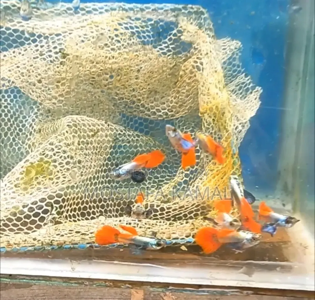 রেড টেইল প্ল্যাটিনাম গুপি