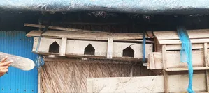 কবুতরের খোপ