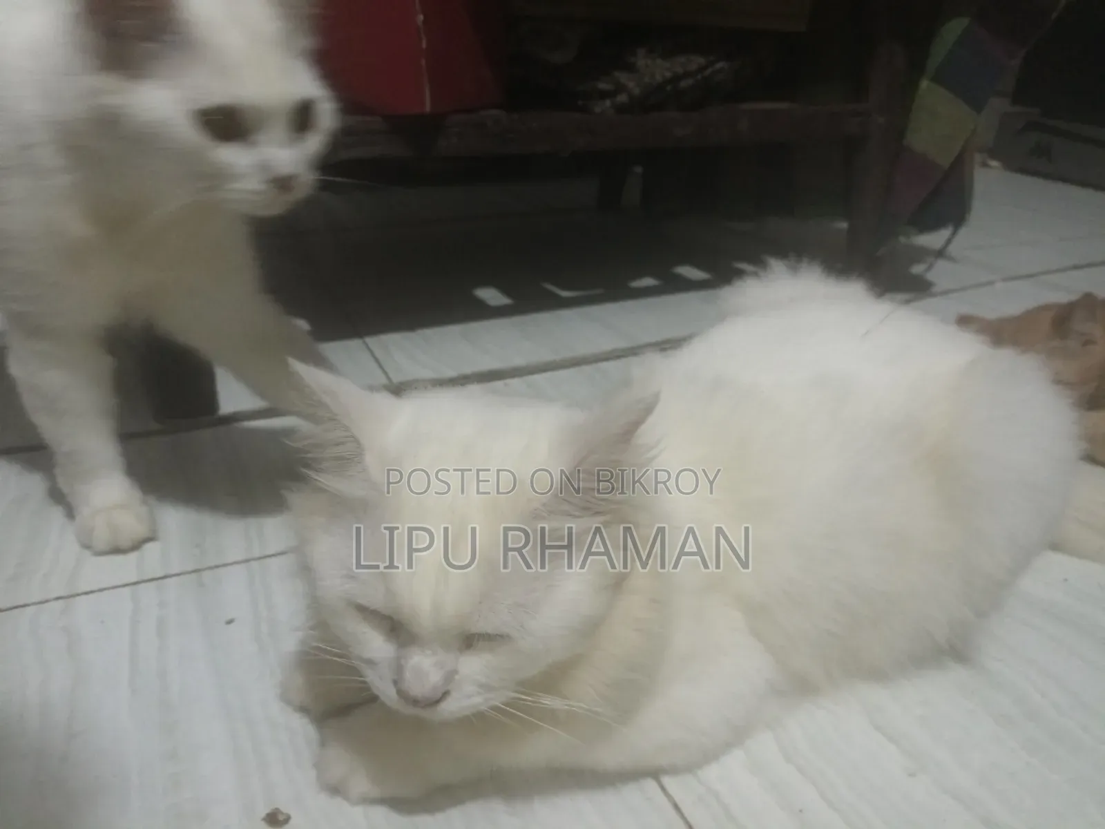 ১+ বছরের পুরুষ খাঁটি পার্সিয়ান বিড়াল