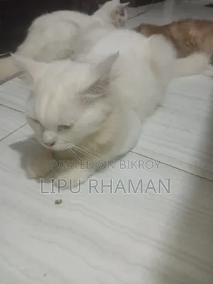 ১+ বছরের পুরুষ খাঁটি পার্সিয়ান বিড়াল