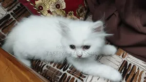 ১-৩ মাসের ফিমেল পিওরব্রেড পার্সিয়ান বিড়াল