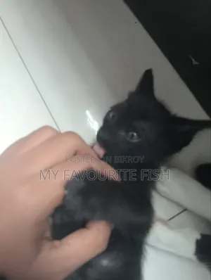 1-3 Months Male Mixed Breed Bengal