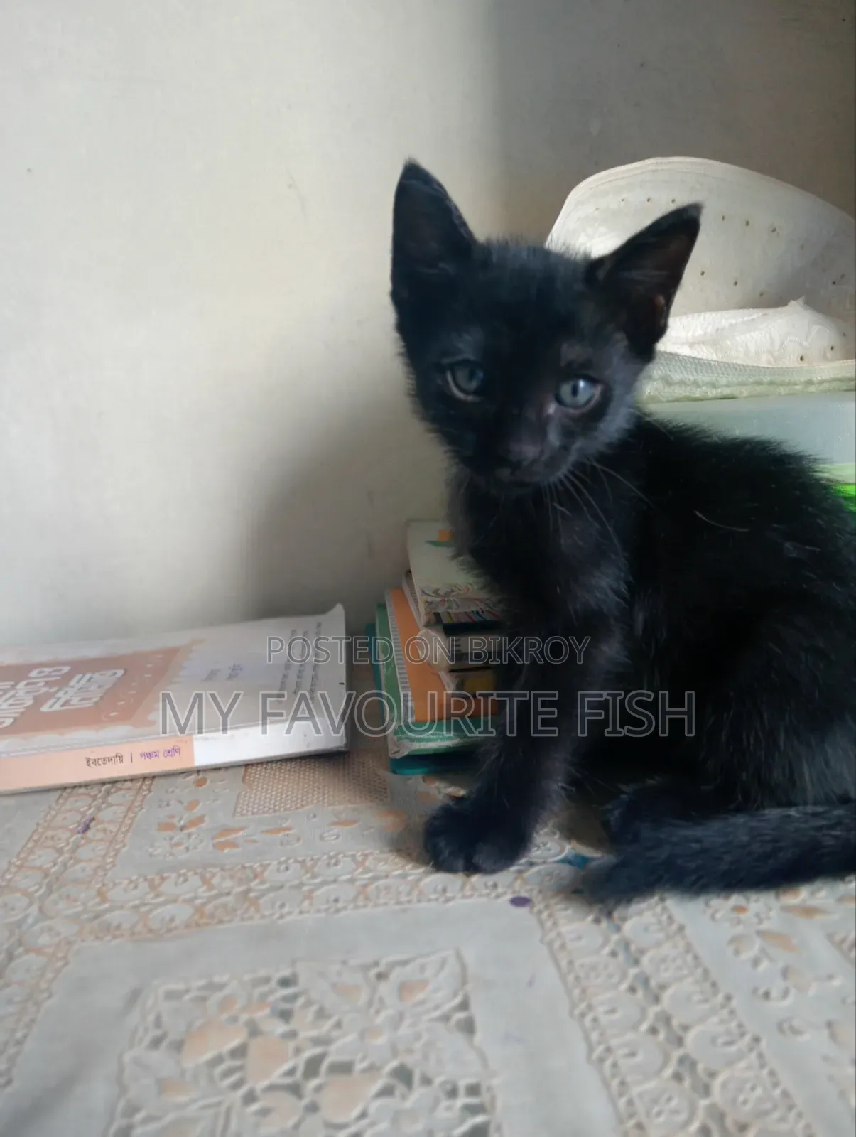 1-3 Months Male Mixed Breed Bengal