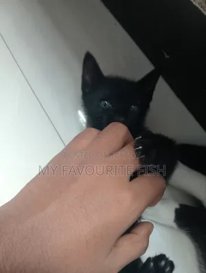 1-3 Months Male Mixed Breed Bengal