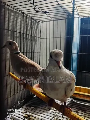 অস্ট্রেলিয়ান ঘুঘু