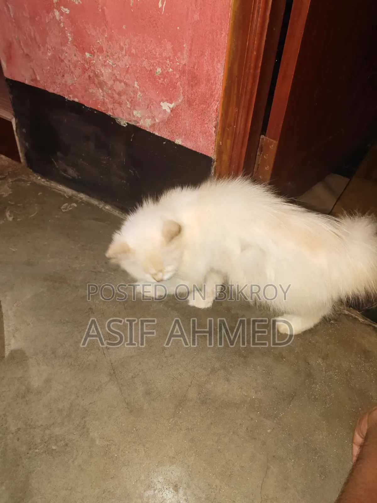 ১+ বছরের মহিলা খাঁটি পার্সিয়ান বিড়াল