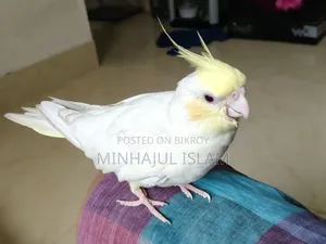ককাটেল ক্রিম ফেস রেড আই