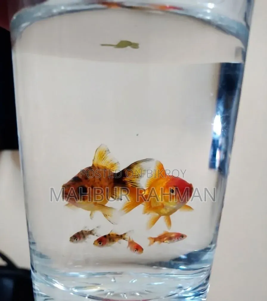 Beautiful colorful aquarium fish and babies for sale