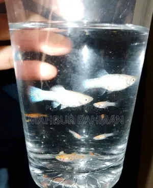 Beautiful colorful aquarium fish and babies for sale