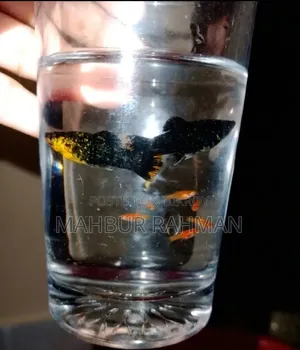 Beautiful colorful aquarium fish and babies for sale