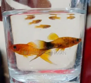 Beautiful colorful aquarium fish and babies for sale
