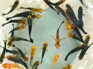Beautiful colorful aquarium fish and babies for sale