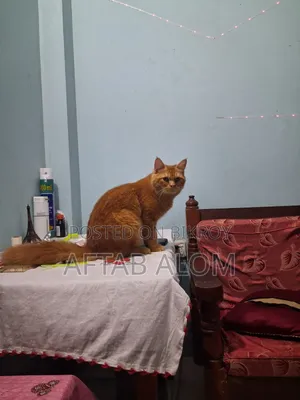 6-12 Months Male Mixed Breed Persian