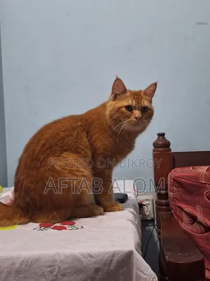 ৬-১২ মাস বয়সি পুরুষ মিক্সড ব্রিড পারসিয়ান