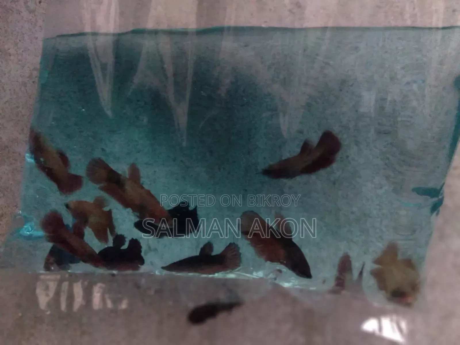 Offer on Betta Fish Fry