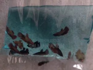 Offer on Betta Fish Fry