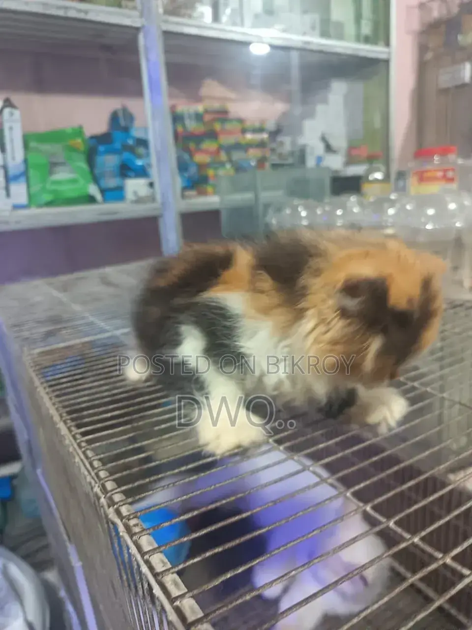 3-6 Months Male Purebred Bombay