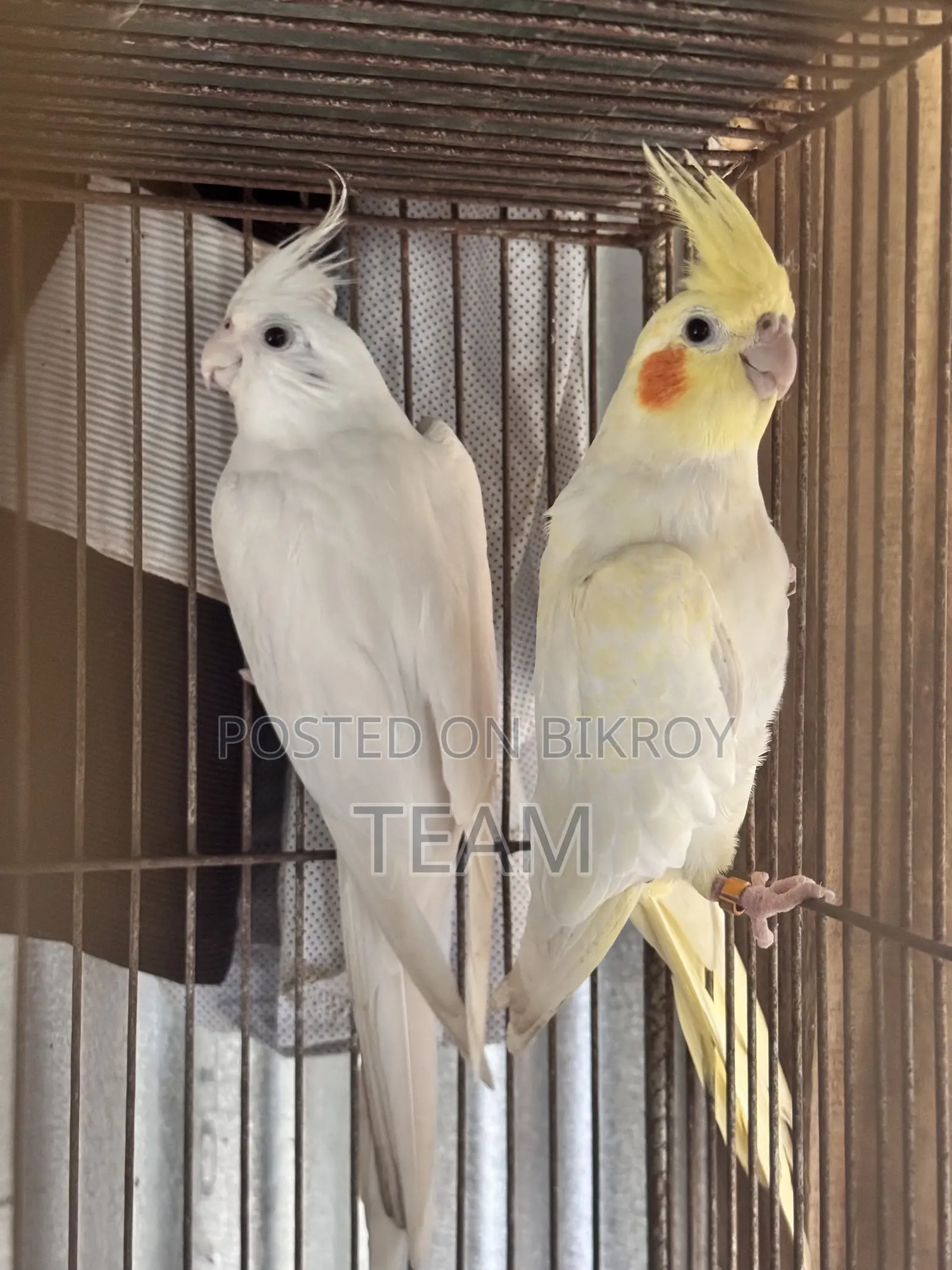 Cocktail Birds