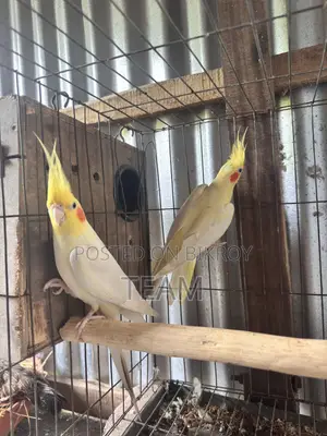 Cocktail Birds