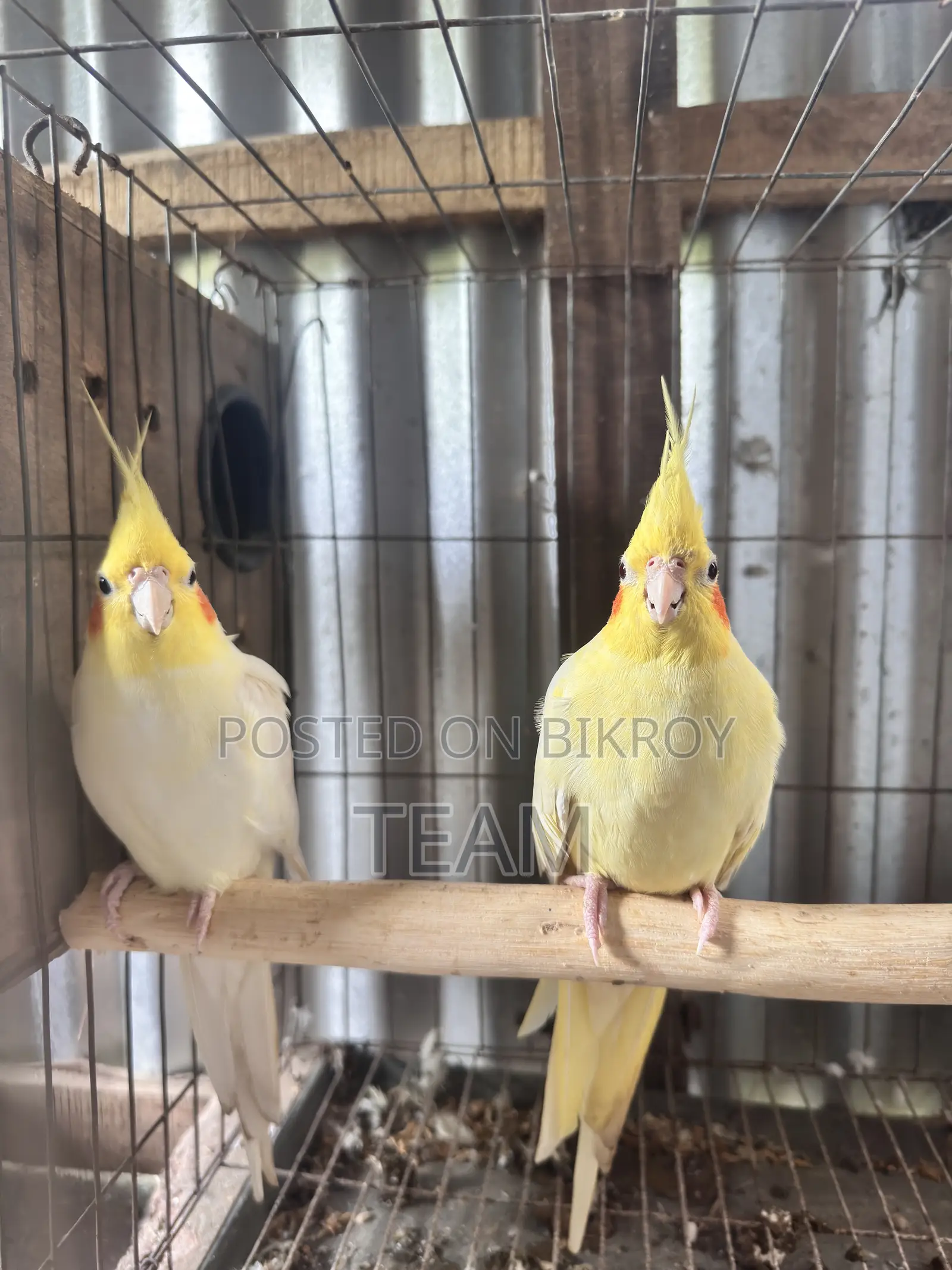 Cocktail Birds