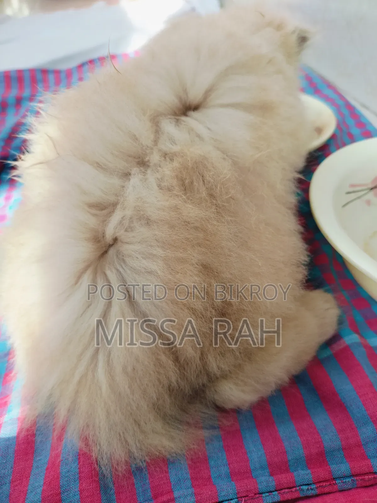 ০-১ মাস বয়সী মাদি খাঁটি পার্সিয়ান