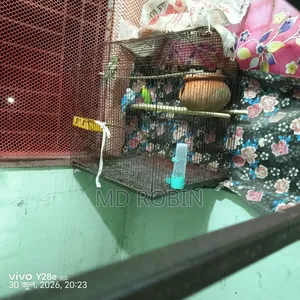 বাজিগর পাখি