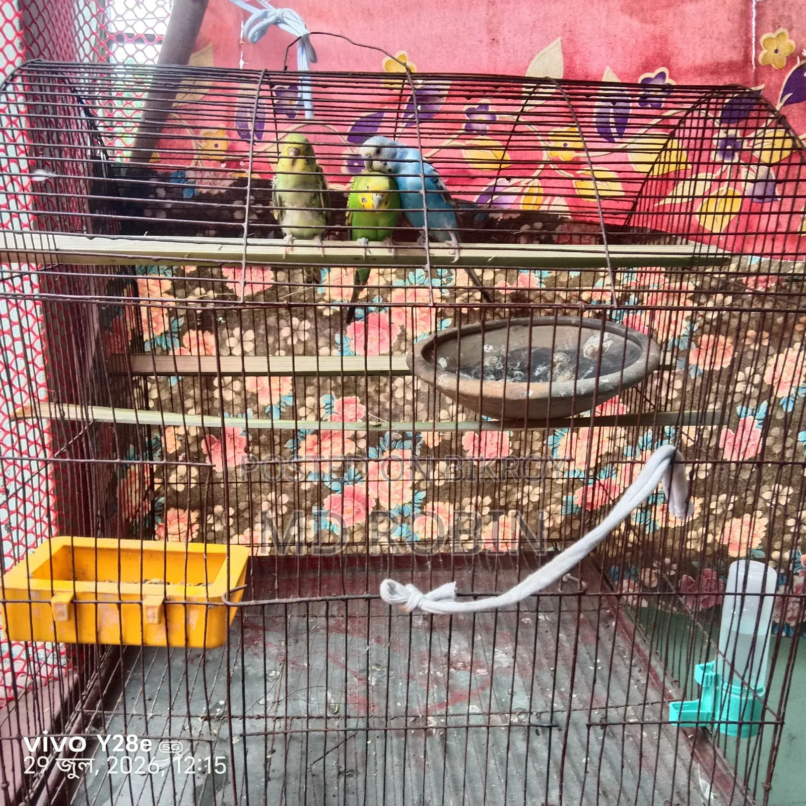 বাজিগর পাখি