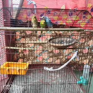 বাজিগর পাখি